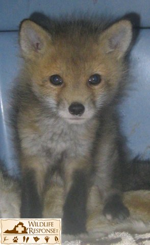 Red Fox